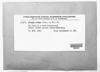 Plicaturopsis crispa image